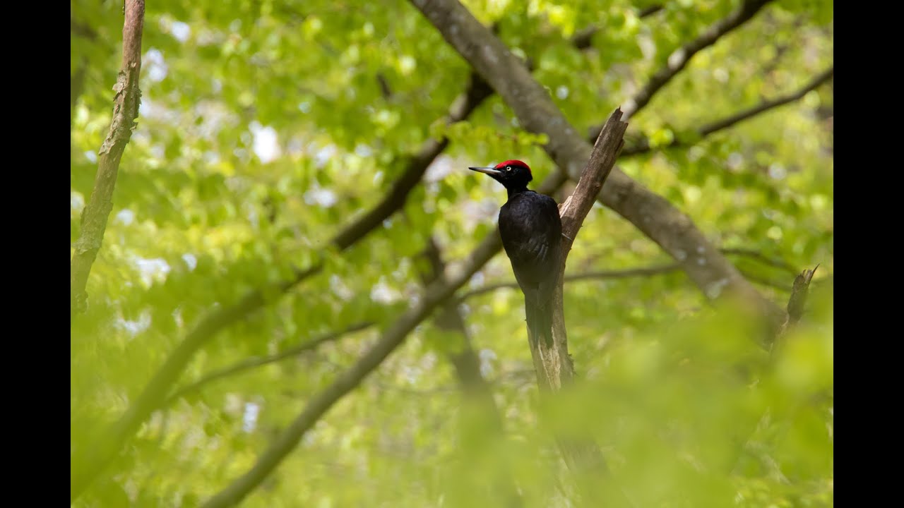 Sortsp&aelig;tte l Hammer Bakker 2020