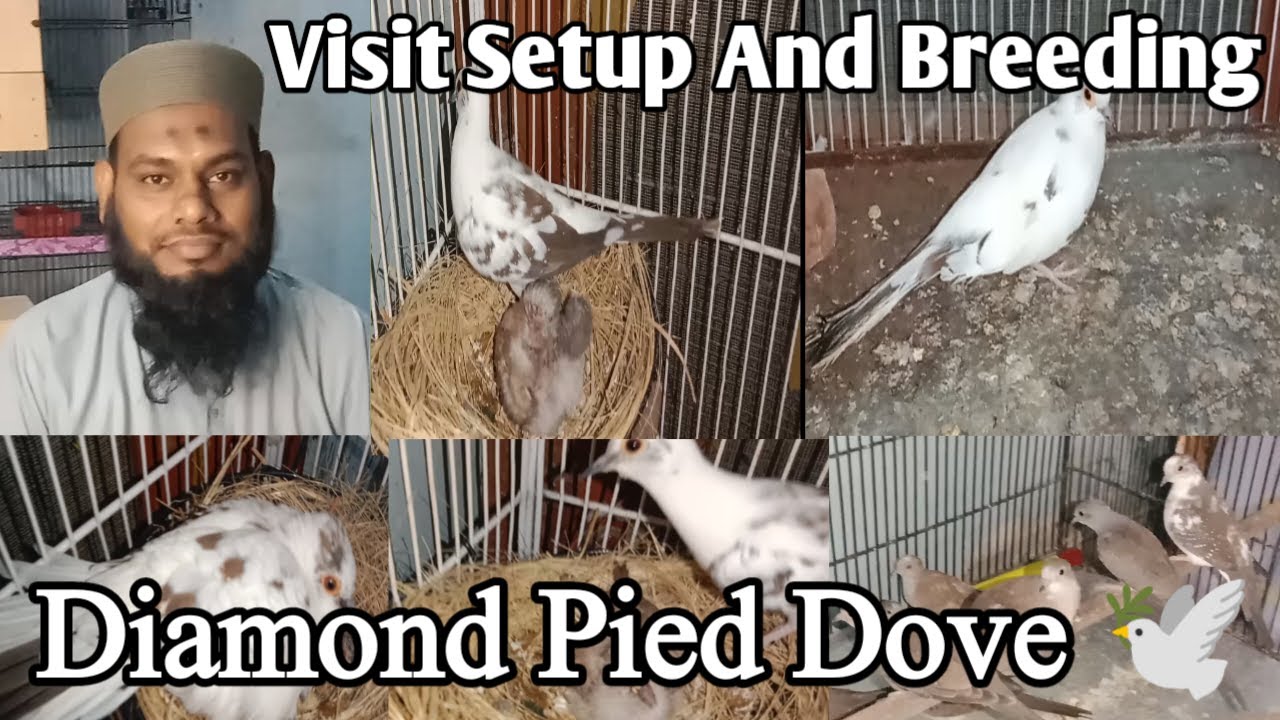 Diamond Pied Dove Breeding Tips l Dove Complete Breeding Information l V No 190 Sur Birds Channel