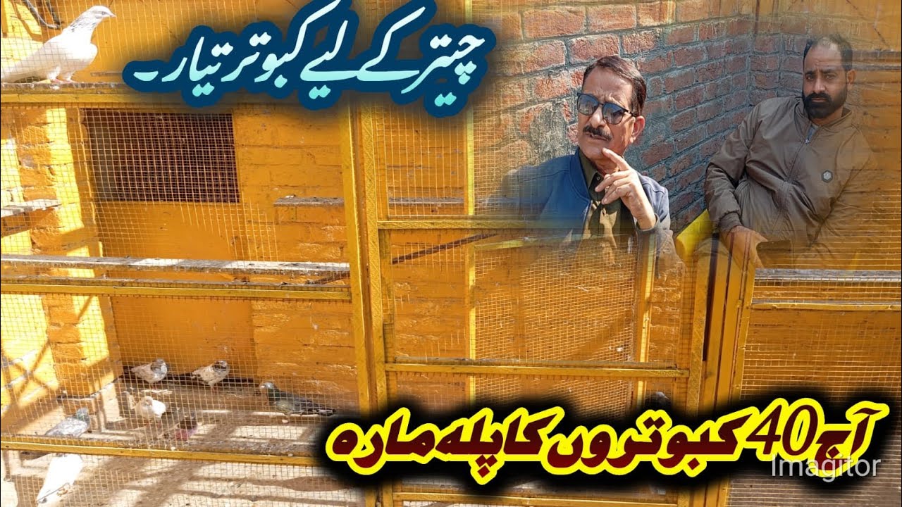 aaj kabotron ne bht achi parwaz ki
