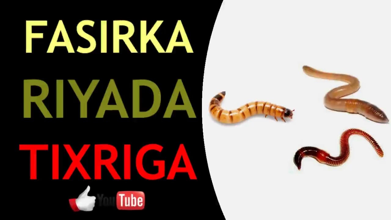 Riyada tixriga ama gooryaanka ama cayayaanka jirka dadka galo sida caloosha iyo dabada qofkii arko i
