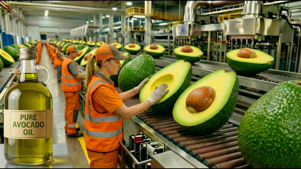Inside a Avocado Oil Factory: How Millions of Avocados Become Oil Every Day