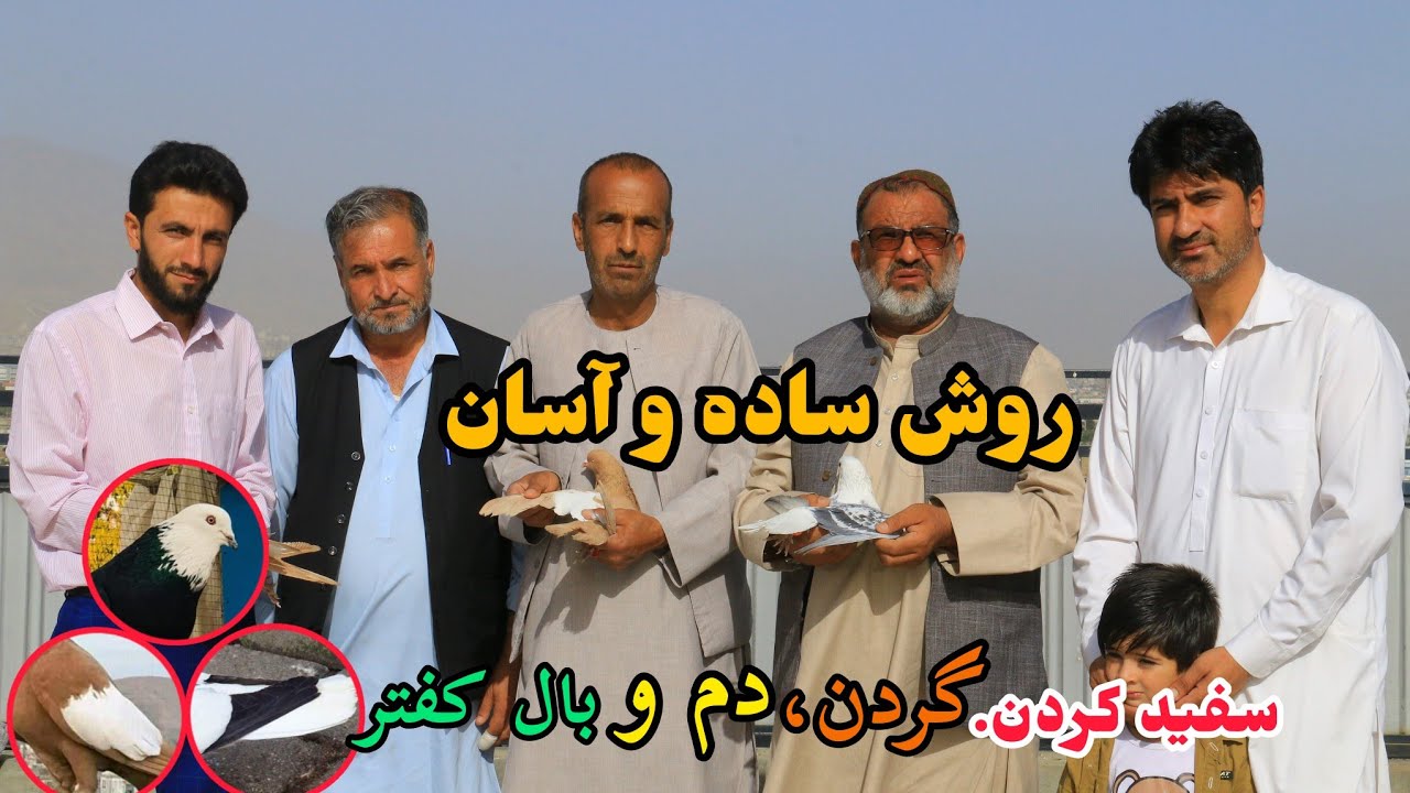 روش ساده سفیدکردن گردن،دم و بال کفتر/از غم کفتر به سرطان مبتلا شد/هنر و کمال خاص شوقی های افغانستان
