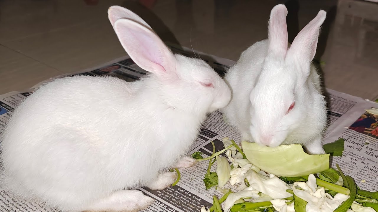 Radha Krishna Pets 🐇 | Cute Rabbit Shorts & Care Tips