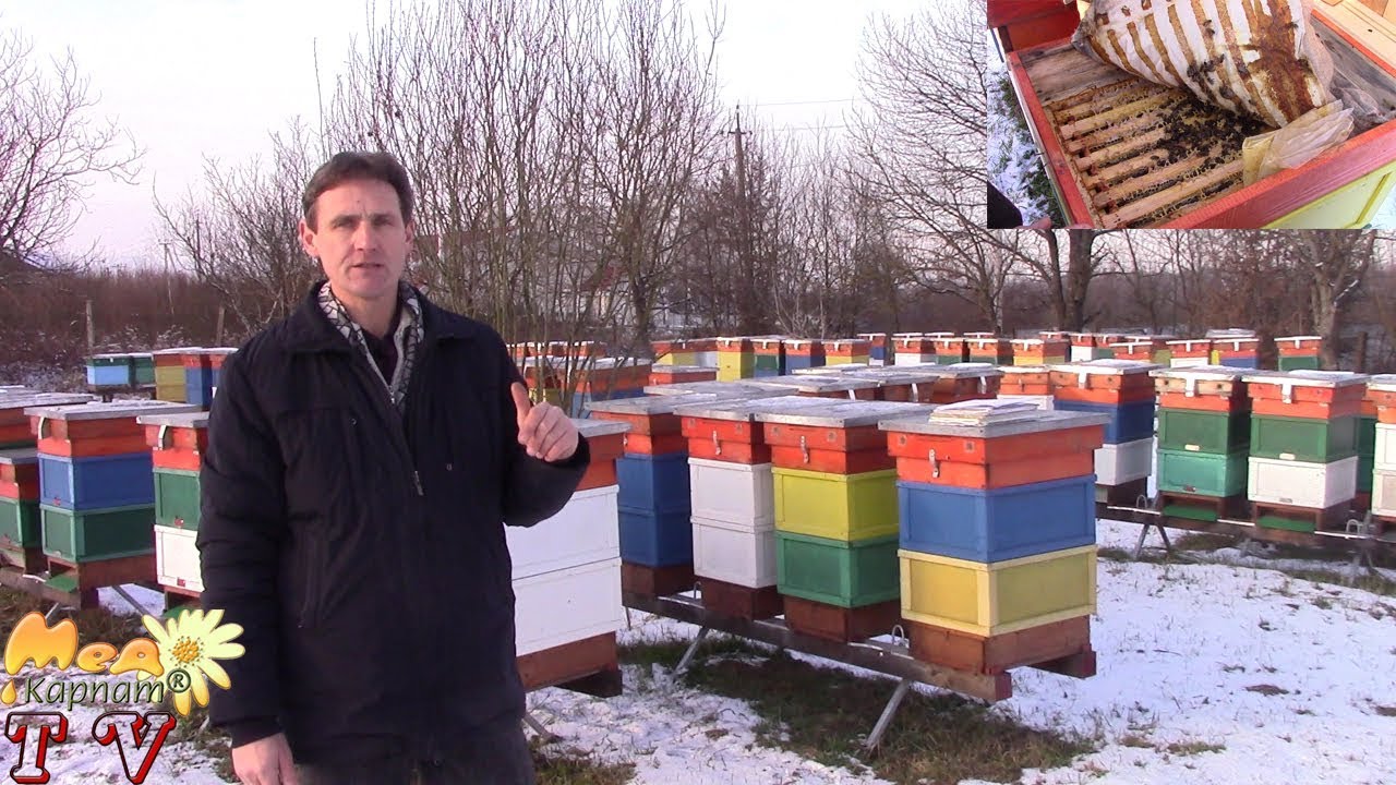 Тепла осінь 2019 і вулики Рута в Закарпатті.