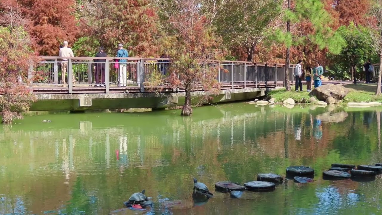 凹子底森林公園的落羽松（拍攝於20260121）