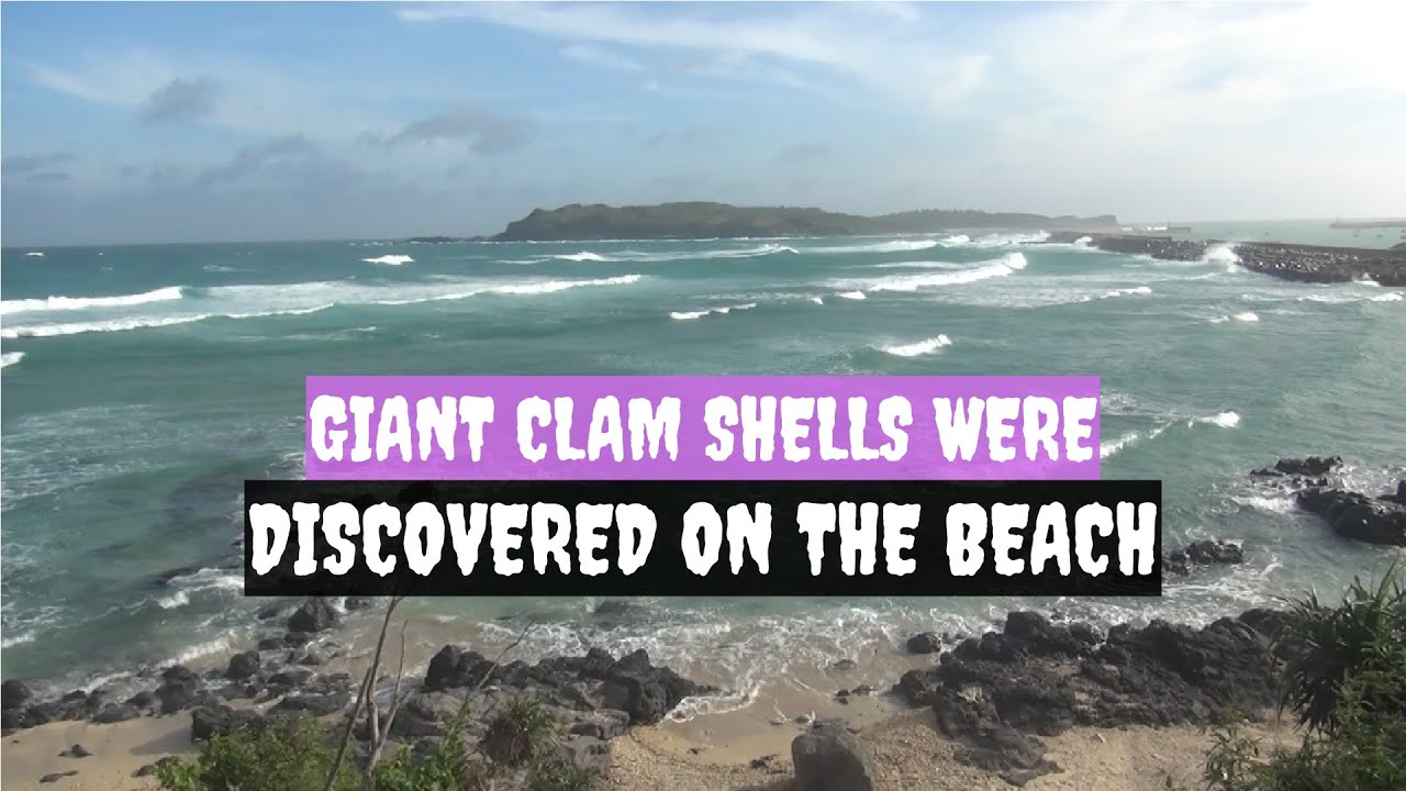 Giant clam shells were discovered on the beach