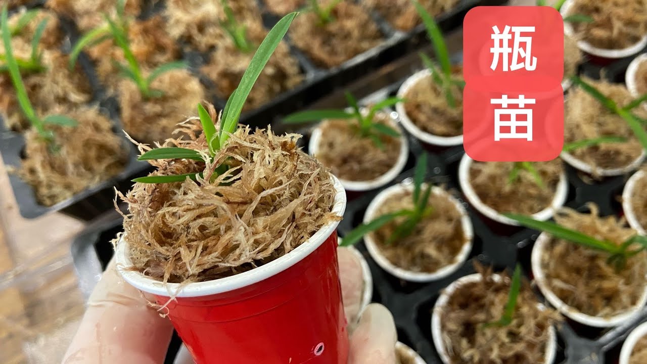 「22040」瓶苗出瓶新方法，改进版本，风兰/富贵兰 Vanda falcata 'White Flamingo' ( Neofinetia falcata ）// 静姐说花861