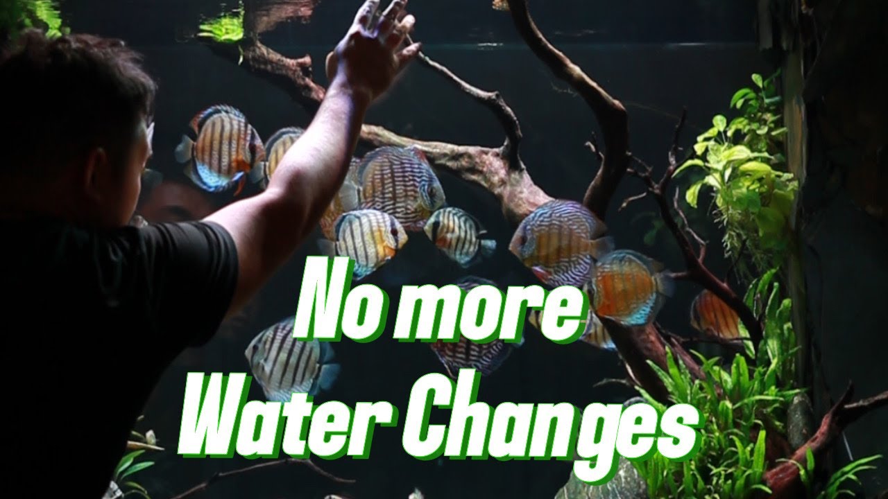 How I never do water changes on the Grotto, the 300 gallons wild discus tank