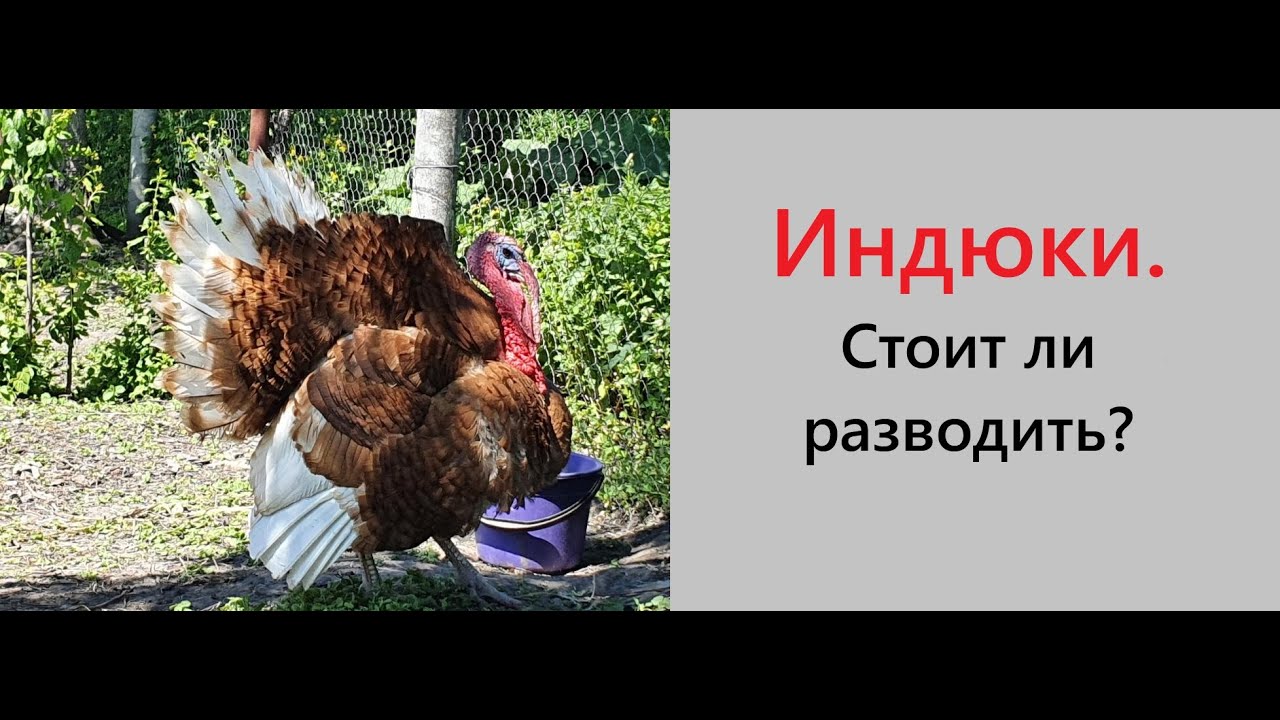 СЕКРЕТ!!! Растим индюков просто. Индюшата. Особенности содержания родительского поголовья. Наш опыт.