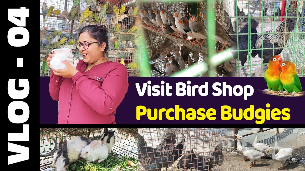 Visit Bird Shop & purchase budgies | Jalandhar | Pet clues| #Rat #rabbit #lovebird #dove #pigeon