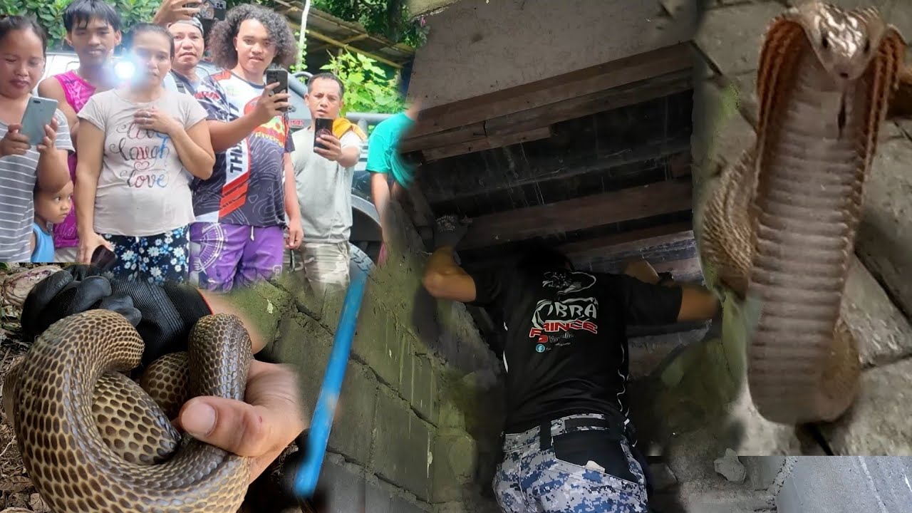 ANG COBRA SA LOPEZ NA NAGPAHIRAP KAY COBRA PRINCE