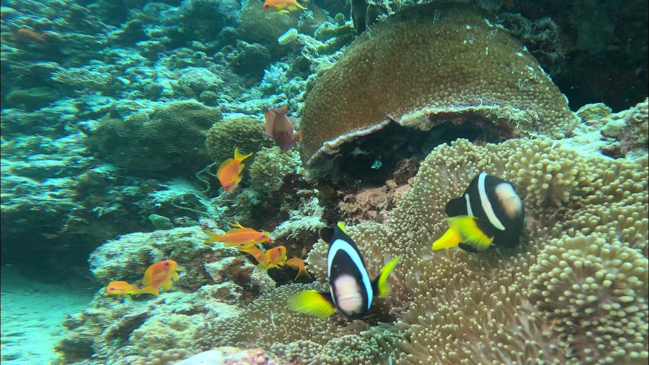 Diving - best of maldives Ellaidhoo house reef with abdulla