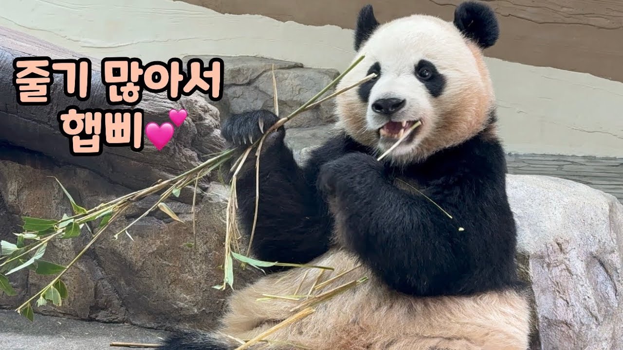 줄기 하나로 햅삐한 툥후이😍💕