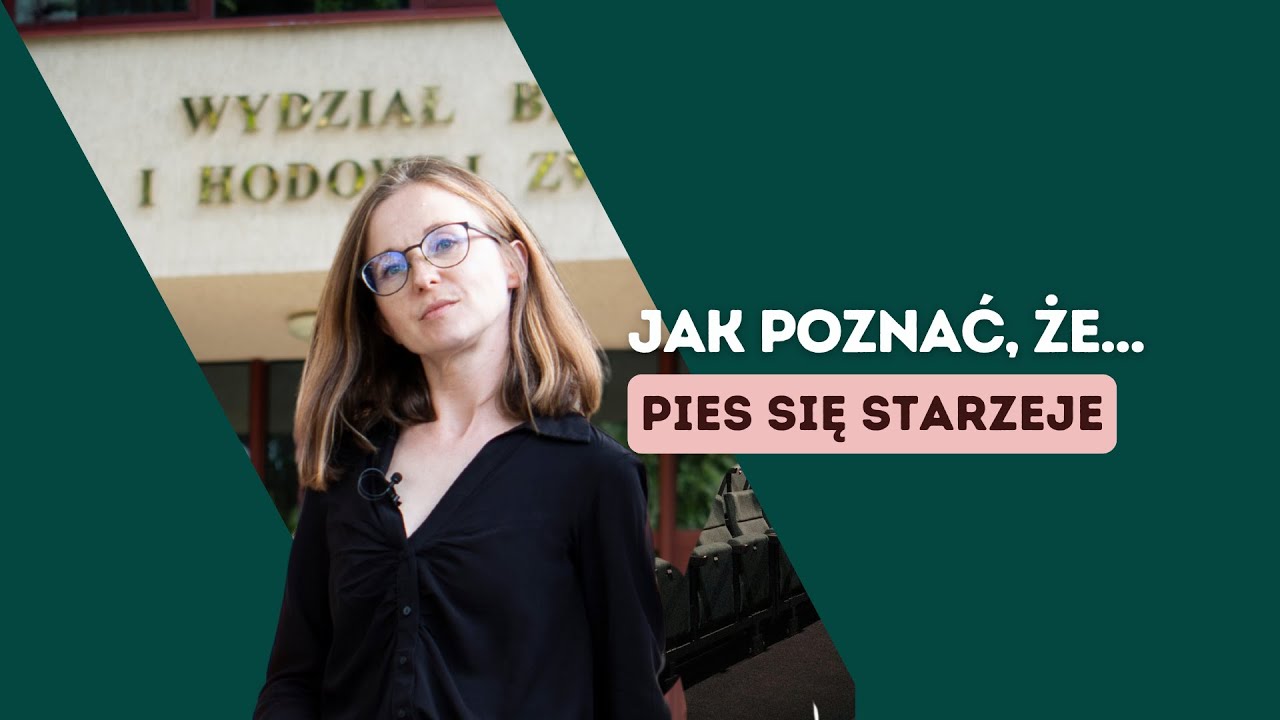 Jak poznać, że pies się starzeje i jak wspierać psiego seniora