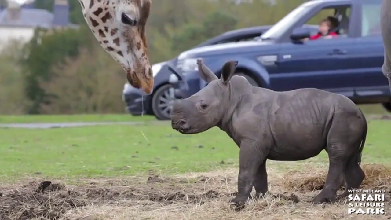 12 Baby Rhinos You'll Fall in Love With