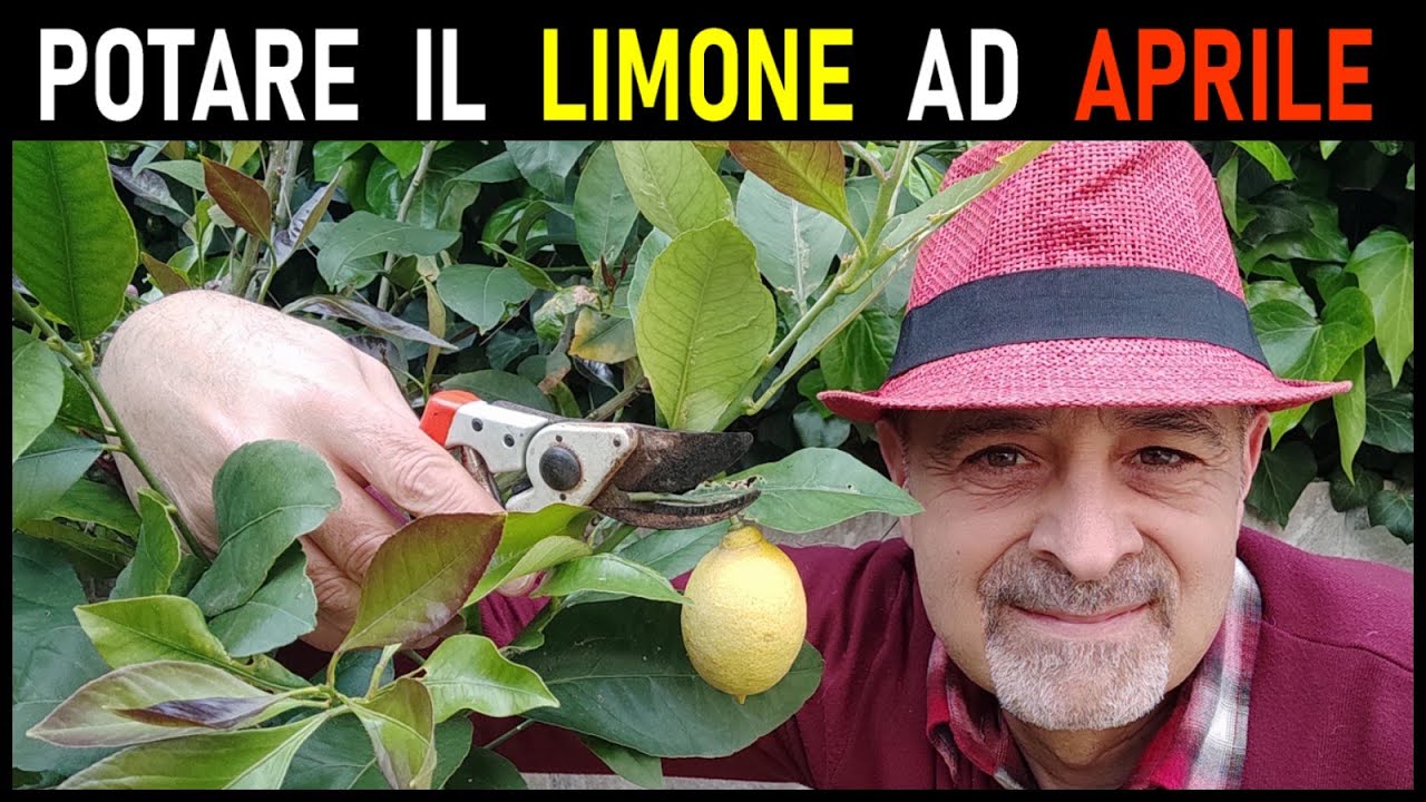 POTATURA DEL LIMONE DI APRILE