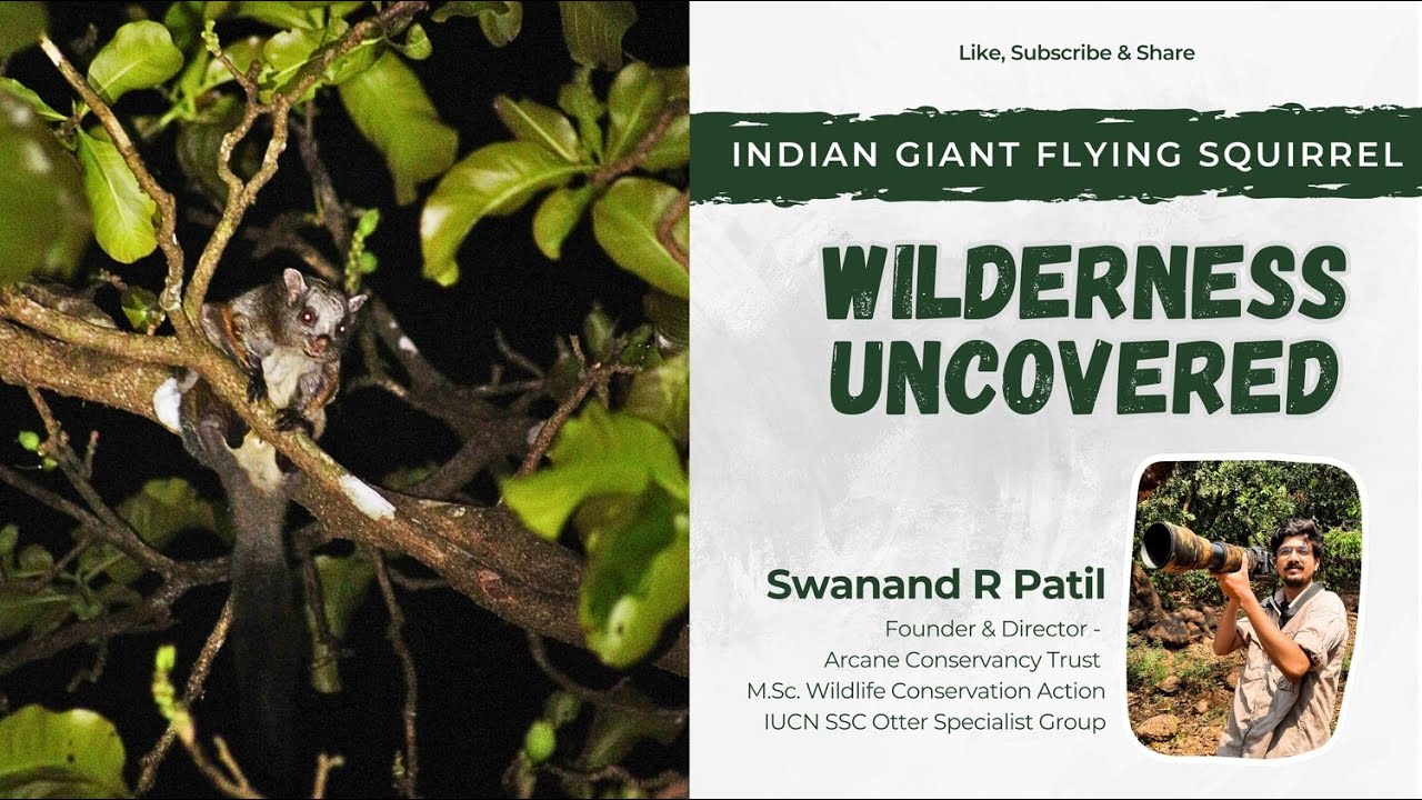 🌲✨ Wilderness Uncovered |🐿️🌙 Indian Giant Flying Squirrel | Arcane Conservancy