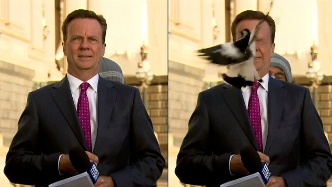 Bird Swoops Into Reporter&rsquo;s Face Just Before Going Live