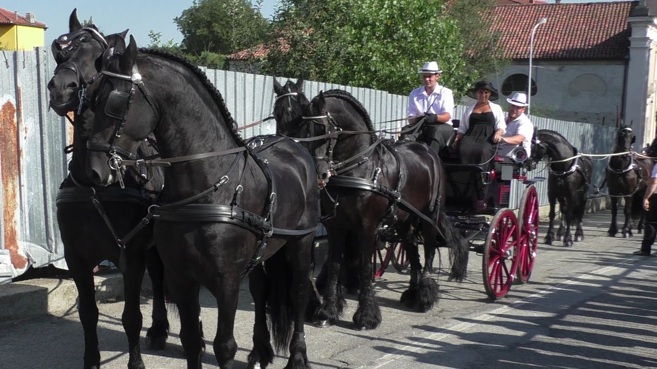 Cavalli e carrozze in sfilata a San Bernardo Ivrea 2016