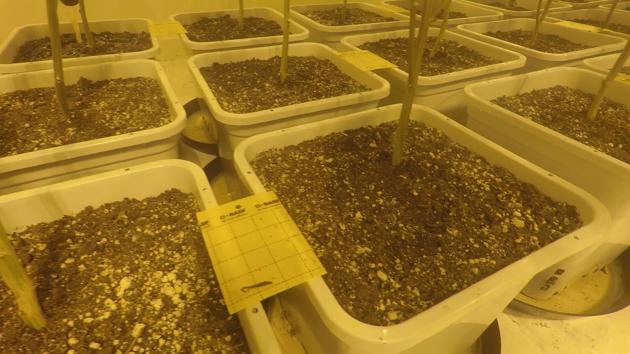 Week 7 Update