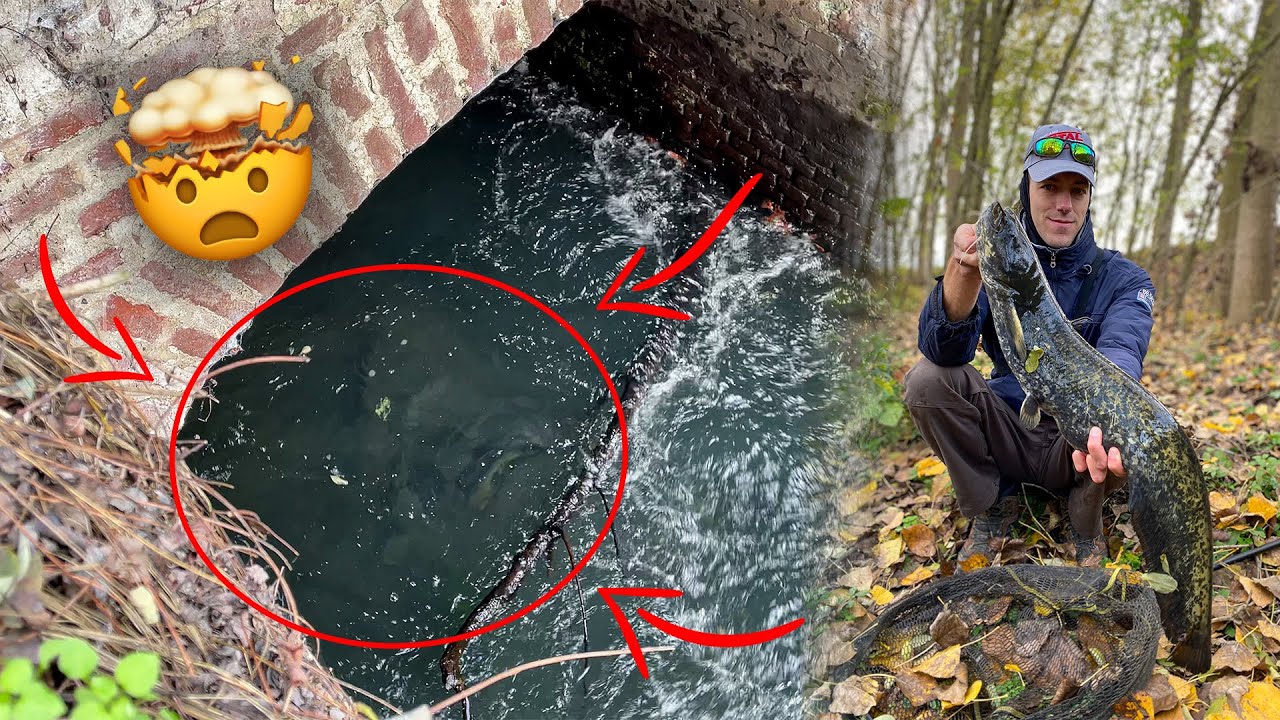 Ho pescato in un AMMASSO DI SILURI!