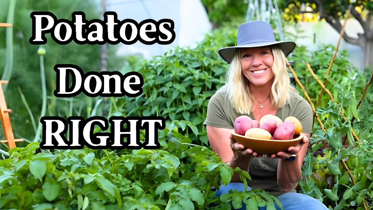 How I Grow Potatoes for High Yields Every Time 🥔🥔🥔