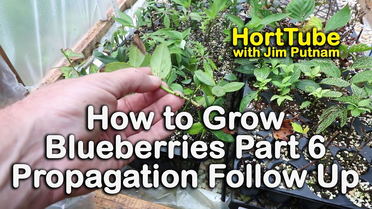 How to grow Blueberry Bushes Part 6 - Follow Up Video on Blueberry Propagation (Rooting Blueberries)