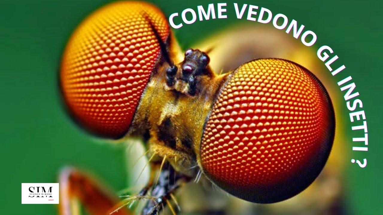 Come vedono gli insetti?