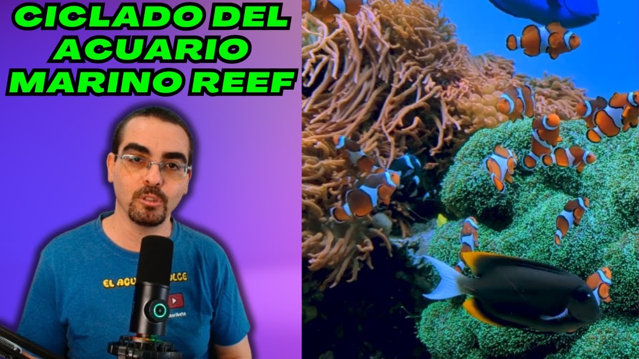 COMO CICLAR UN ACUARIO MARINO REEF DE MANERA CORRECTA