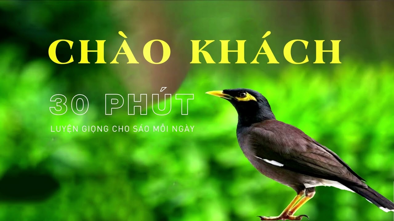 CHÀO KHÁCH LUYỆN GIỌNG CHO SAO 30 PHÚT MỖI NGÀY