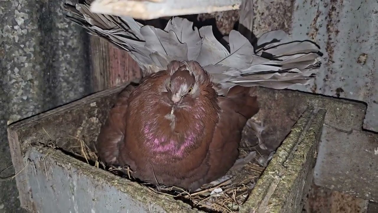 Fancy Pigeon Breeding Update.. Chicks Chicks and more Chicks #like #subscribe