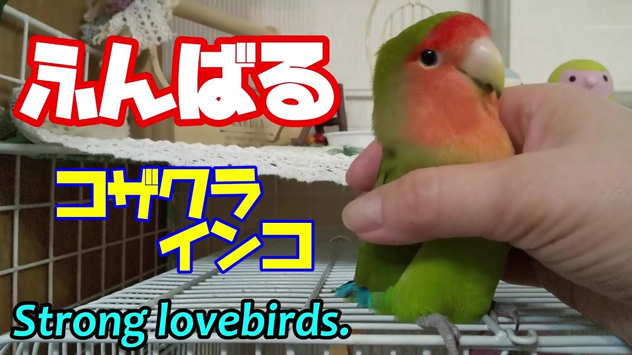 【手ごわいコザクラインコと可愛いコザクラインコ】キコは面白くてクウは可愛すぎる♥Unique lovebirds.