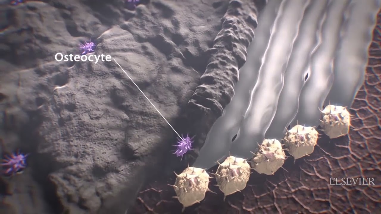Bone Remodeling