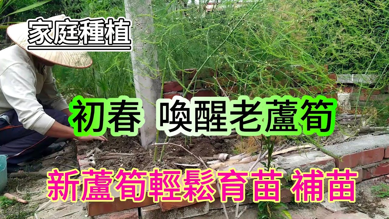 [家庭種植]03_1 初春 喚醒老蘆筍 育苗新蘆筍