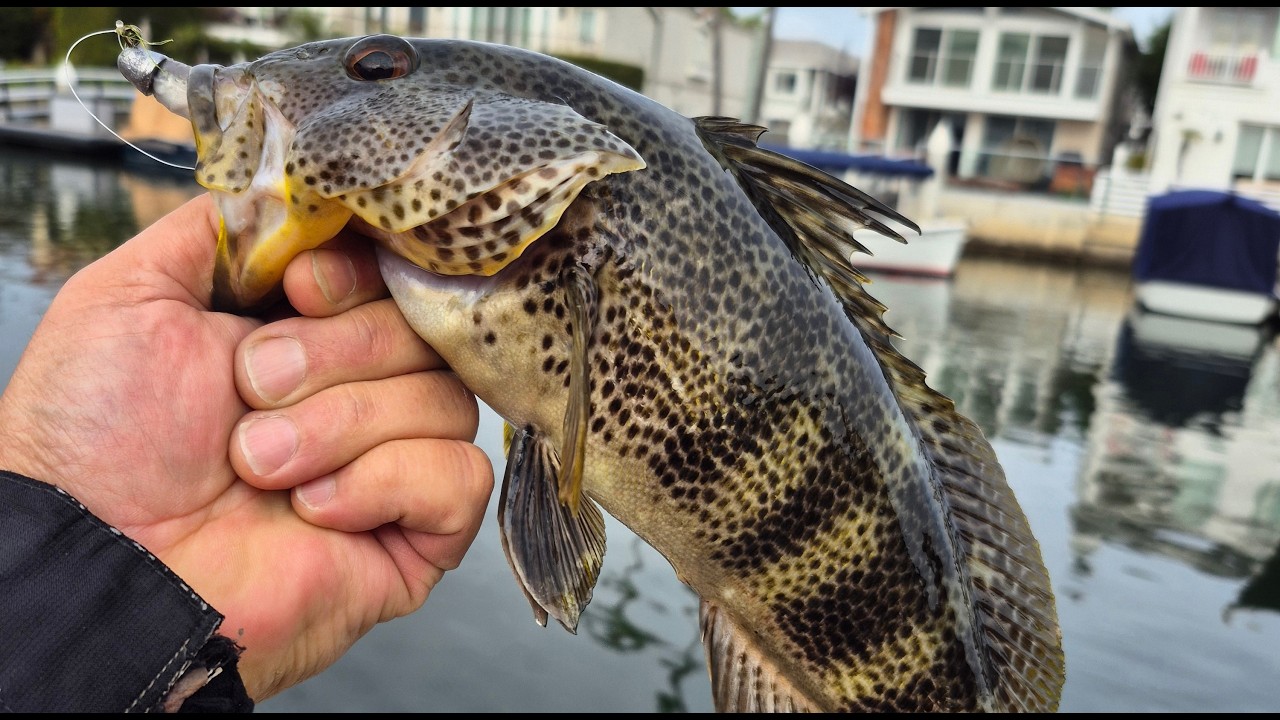 Street Fishing NH after the rains: Spotty bite still on! 2/20/26