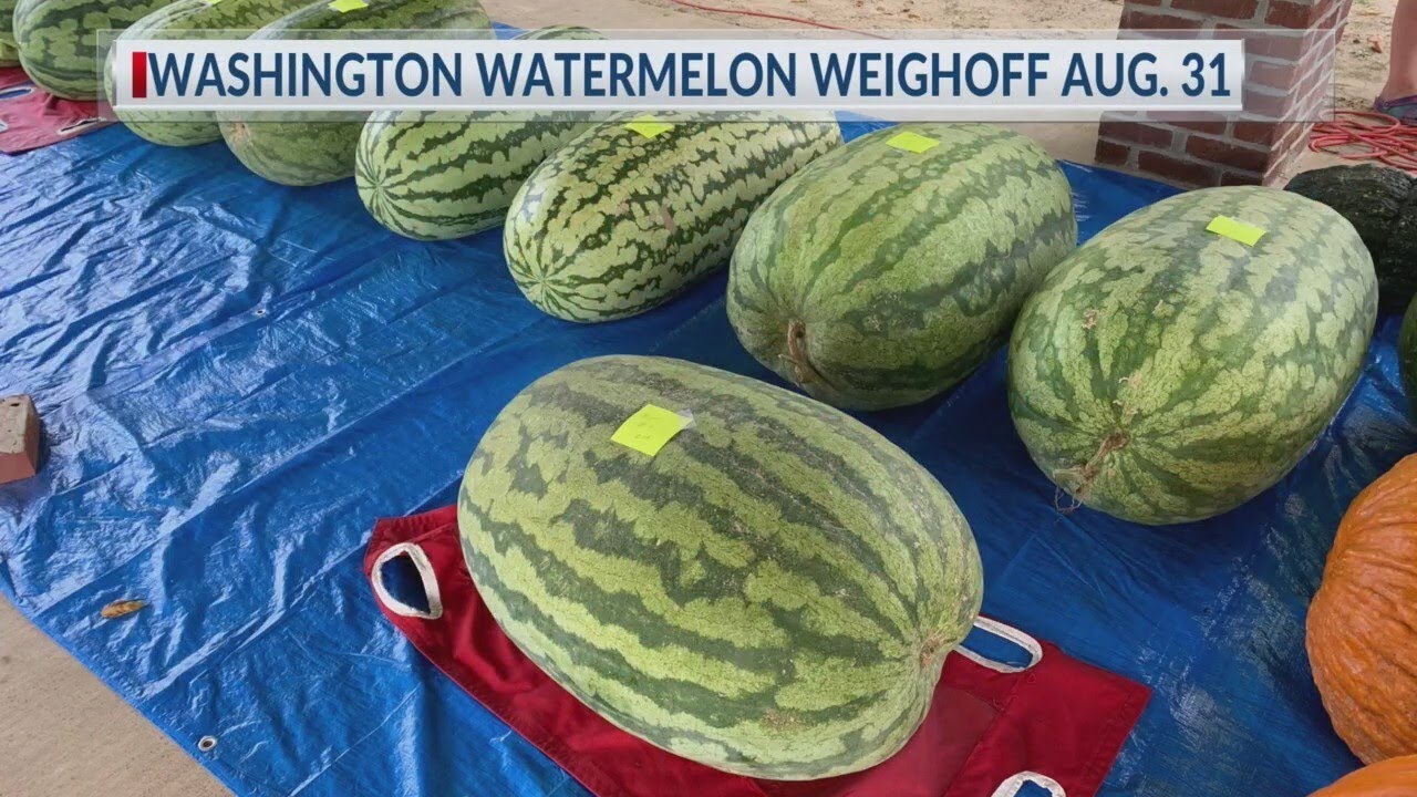 Watermelon Weigh-Off at Washington Farmers market