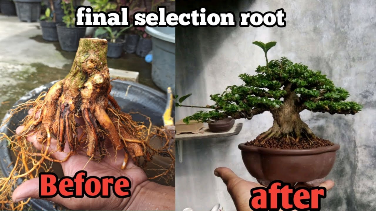 TAHAP KE EMPAT PROGRAM AKAR BONSAI - how to make amazing root bonsai