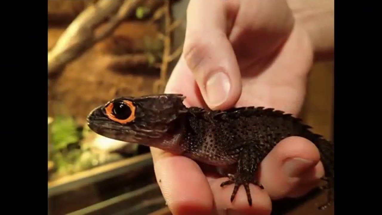 New Addition: Red-Eyed Crocodile Skinks (Tribolonotus gracilis) || Rotaugen-Buschkrokodile