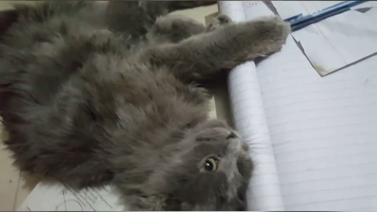 Cat solo video❤️ || cute cats♥️ || funny tricks💖 || late nights📹 moments 💞💝📸