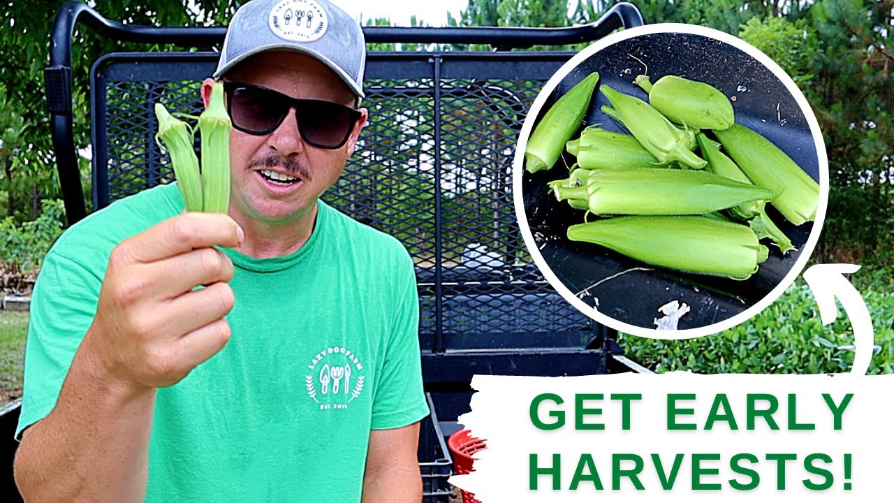 GROWING OKRA: How to Get Early Pod Production