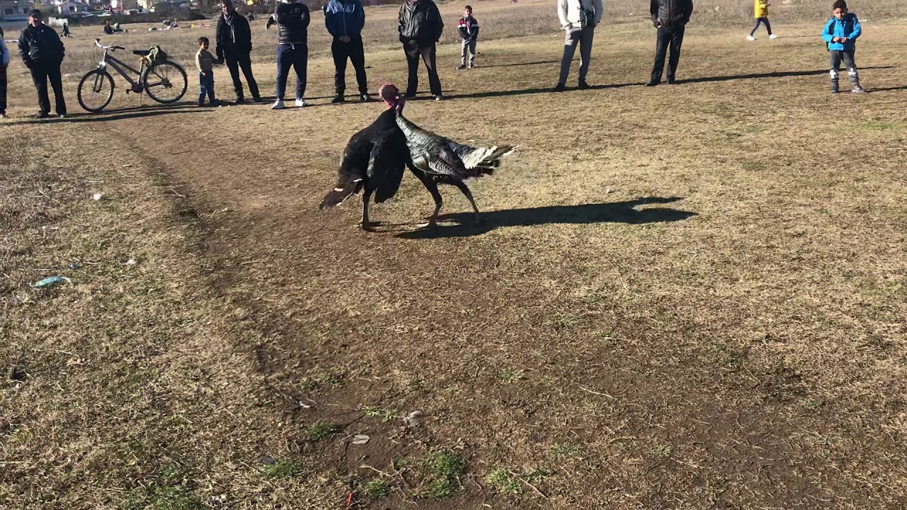 Ndeshje gjelash piciri Tikut fiton Turkey Tacchino
