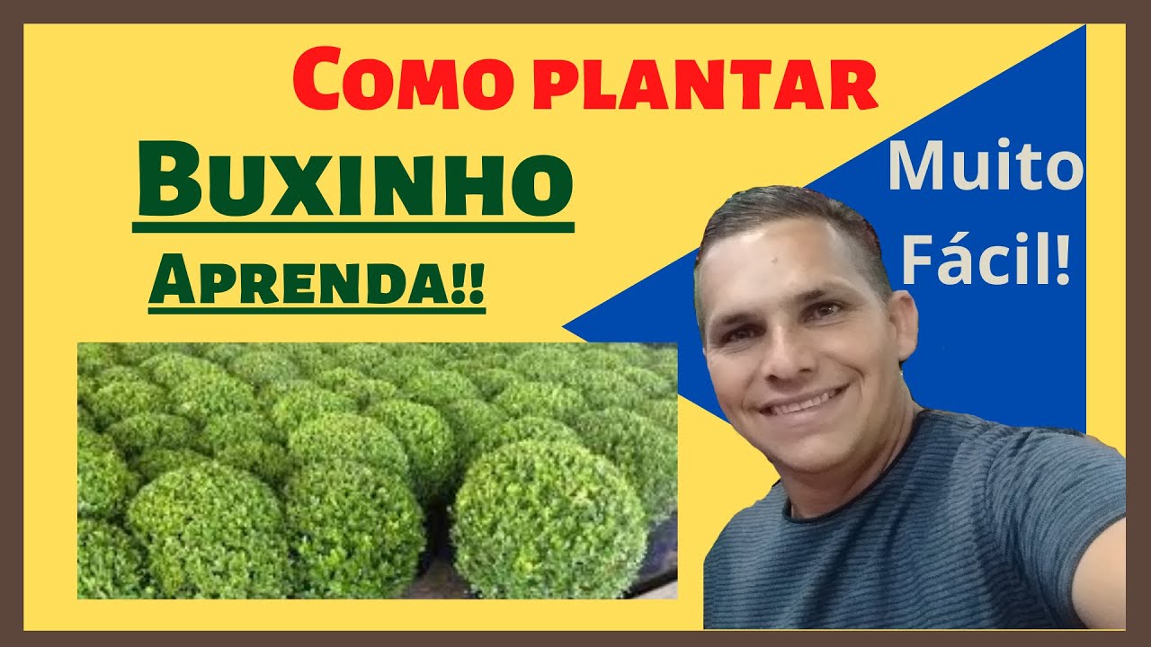 Como plantar o buxinho!