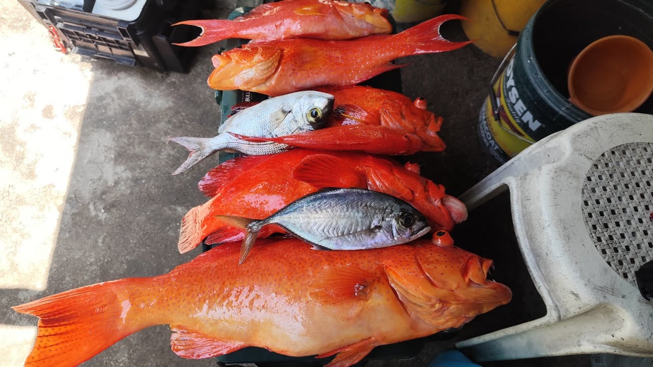 VERTICAL JIGGING FISHING FOR RED GROUPER/LAPU-LAPU#fishing #microjig #verticaljigging #fish #mantap 
