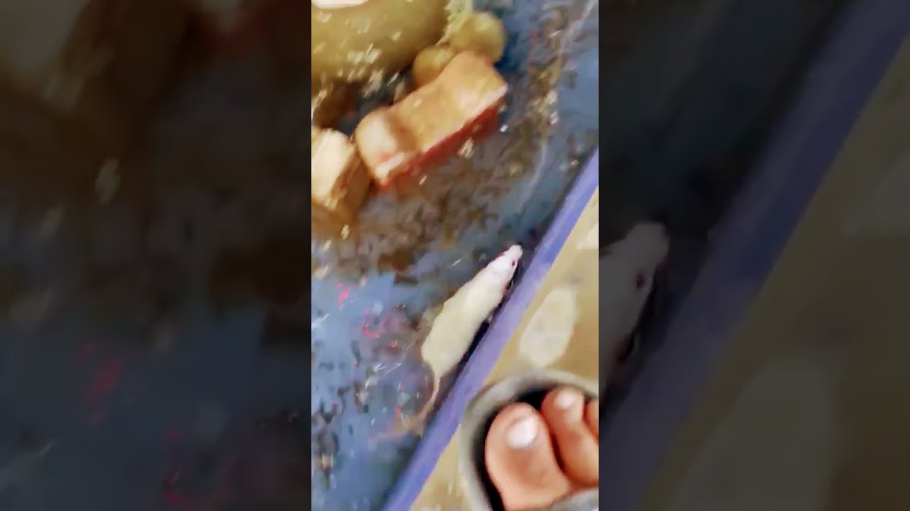 #rat