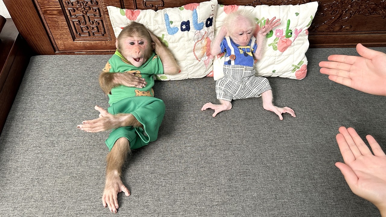 Lala and the baby monkey received a surprising and meaningful secret gift from Mom!
