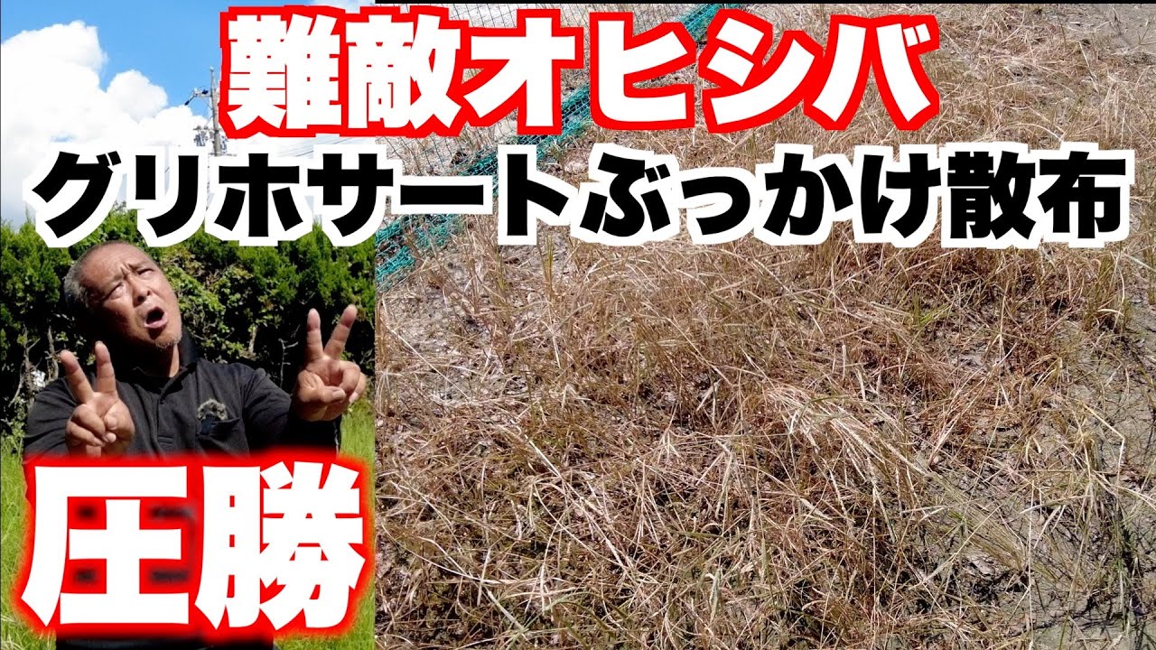 【除草剤】抵抗性を持つオヒシバ、ラウンドアップなどグリホサート系除草剤だけで爆枯れします