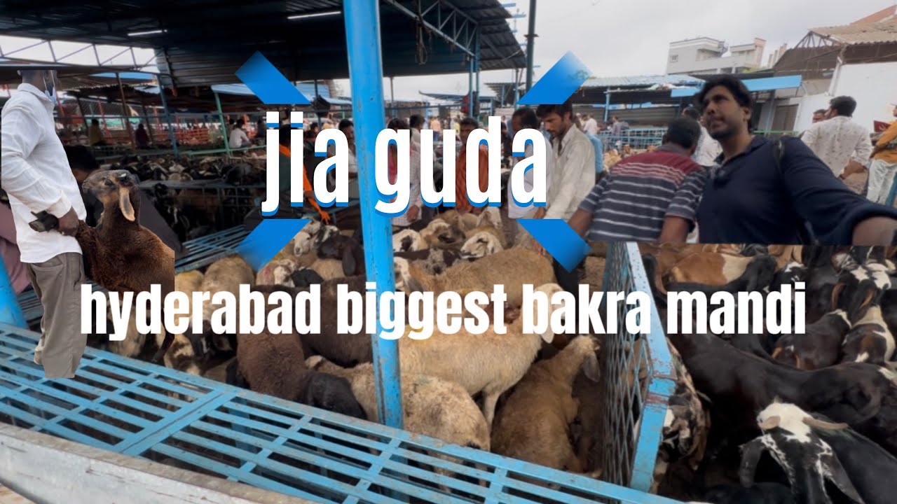 biggest bakra mandi 😳🐏jia guda market | #hyderabad #bakraeid #bakramandi