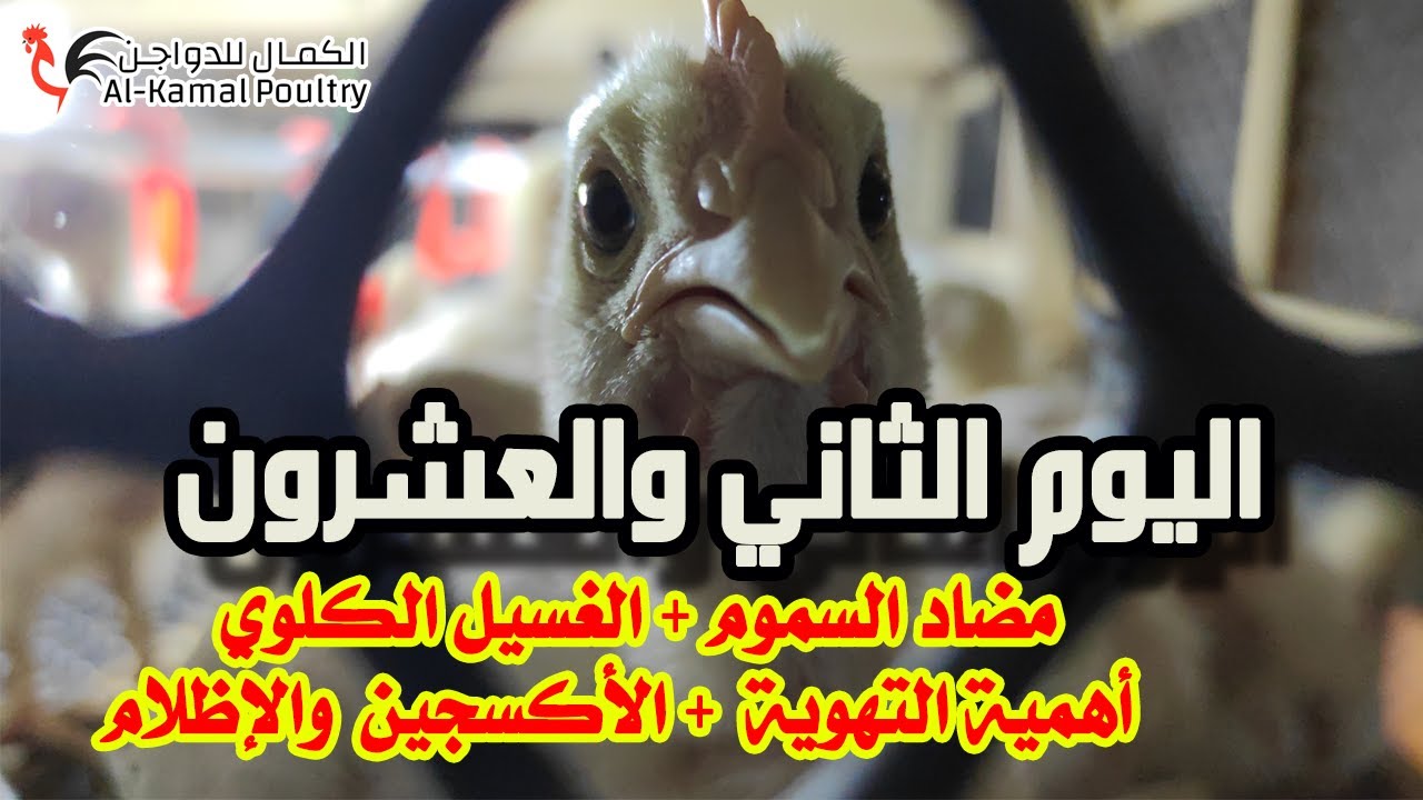 اليوم الثاني والعشرون | تربية الفراخ البيضاء في الشتاء في البطاريات أهمية التهوية و الإظلام