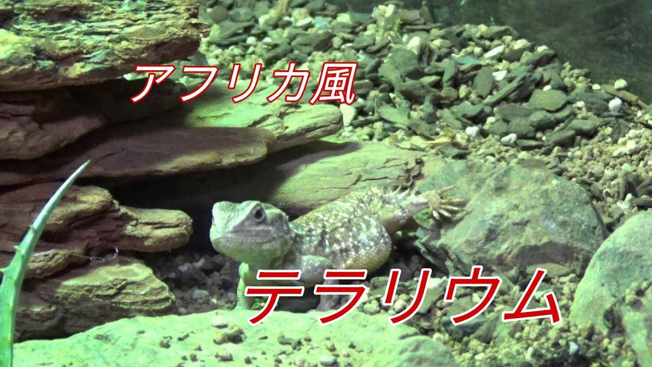 アフリカンなテラリウム水槽【テイラーカワリアガマ】