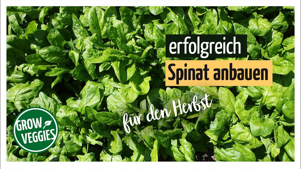 Spinat anbauen f&uuml;r den Herbst @gartengemuesekiosk